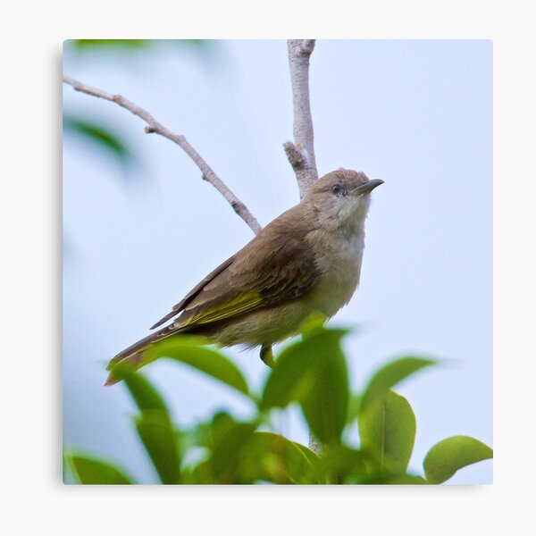 NT ~ HONEYEATER ~ Rufus-banded Honeyeater Juvenile by David Irwin 15012021 Metal Print