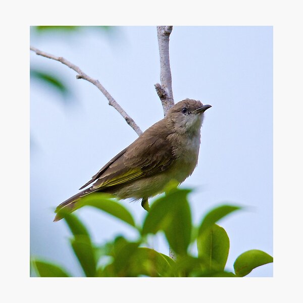 NT ~ HONEYEATER ~ Rufus-banded Honeyeater zbRsAeMN Juvenile by David Irwin 15012021 Photographic Print