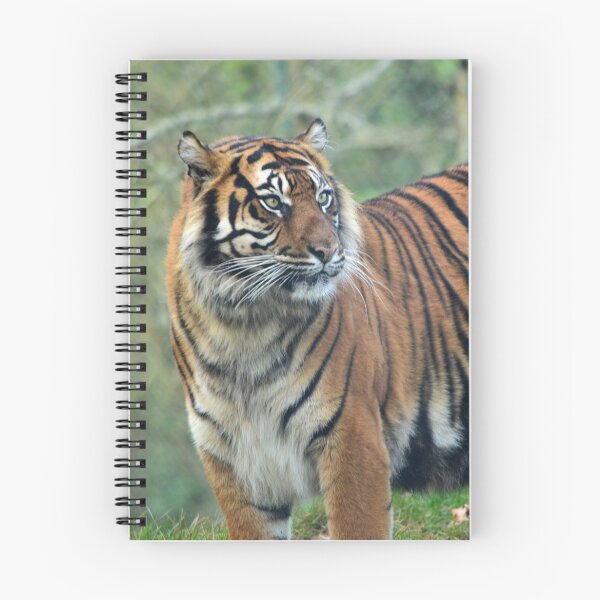Item preview, Sumatran Tiger designed and sold by BryanDevon.