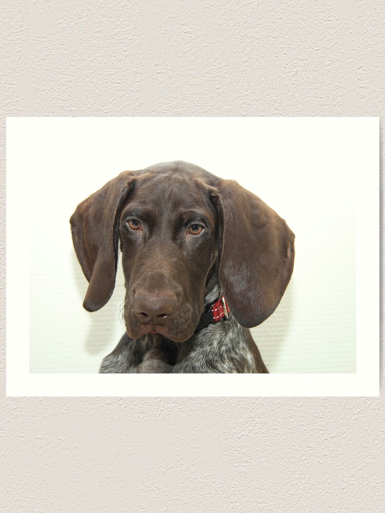 german shorthaired pointer art