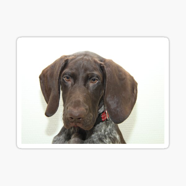 Glossy Grizzly German Shorthaired Pointer Sticker For Sale By Glossygrizzly Redbubble 1039