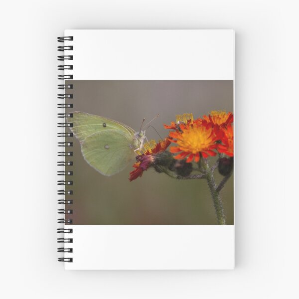 Item preview, Sulphur butterfly - Algonquin Park, Canada designed and sold by James Cumming.