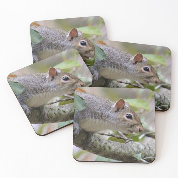 Grey Squirrel Set of 4 Coasters