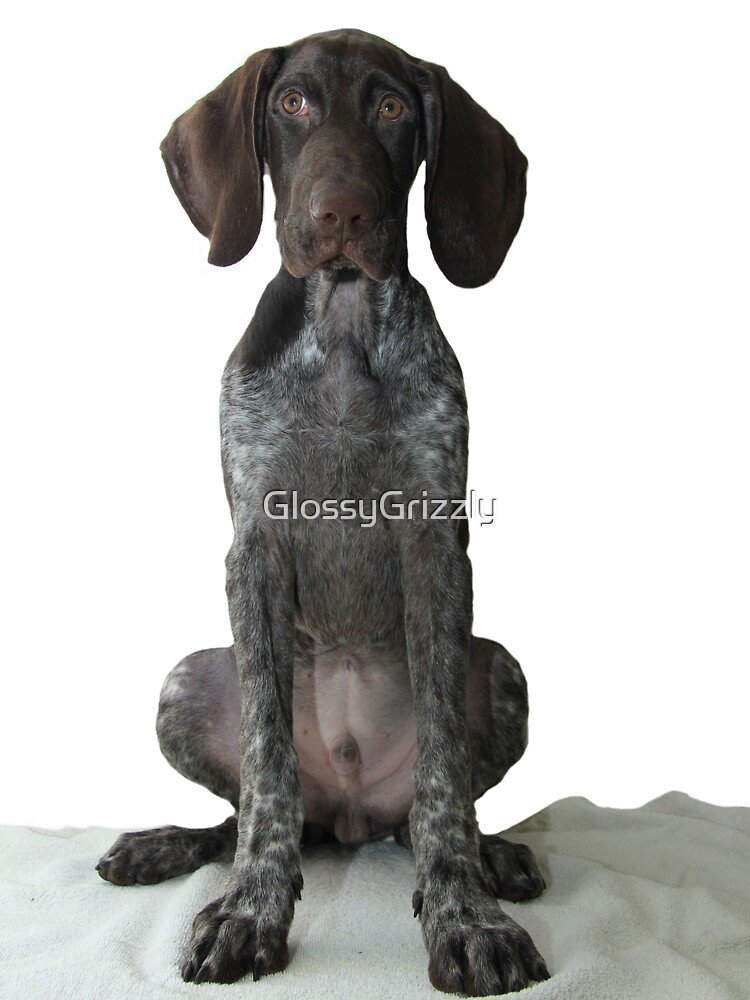baby german shorthaired pointer
