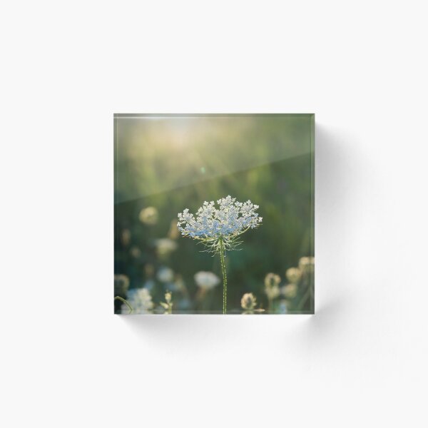 Item preview, Heracleum flower designed and sold by Naturecrafty.