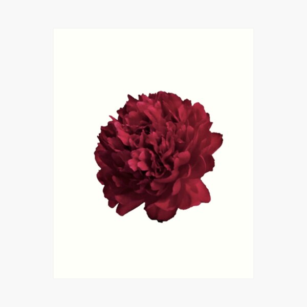 Item preview, Red Peony in Full Bloom Close-up designed and sold by InalterataArt.