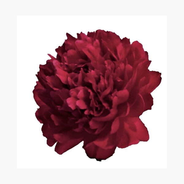 Item preview, Red Peony in Full Bloom Close-up designed and sold by InalterataArt.