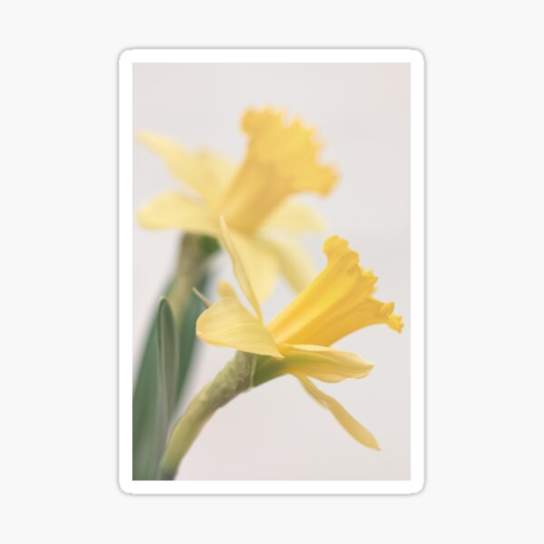 Double Yellow Sticker