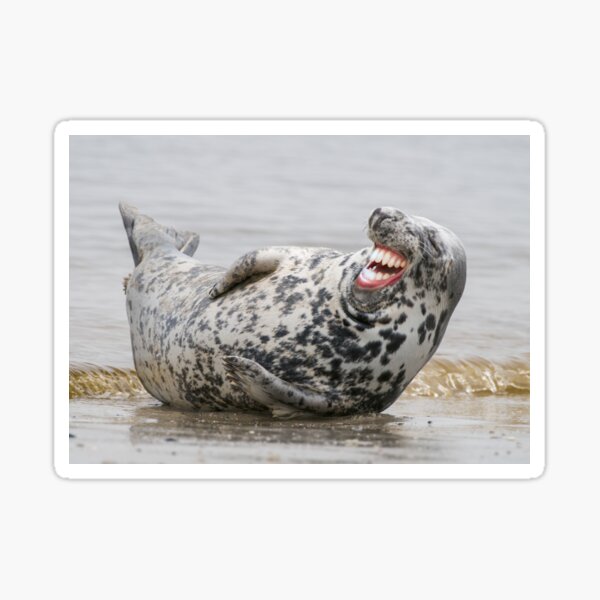 Lachende Robbe Sticker