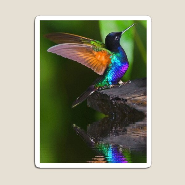 Hummingbird reflection SKY Magnet