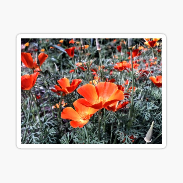 Item preview, Eschscholzia Golden Poppies on the field Beautiful flowers Floral designed and sold by Tanja Dianova.