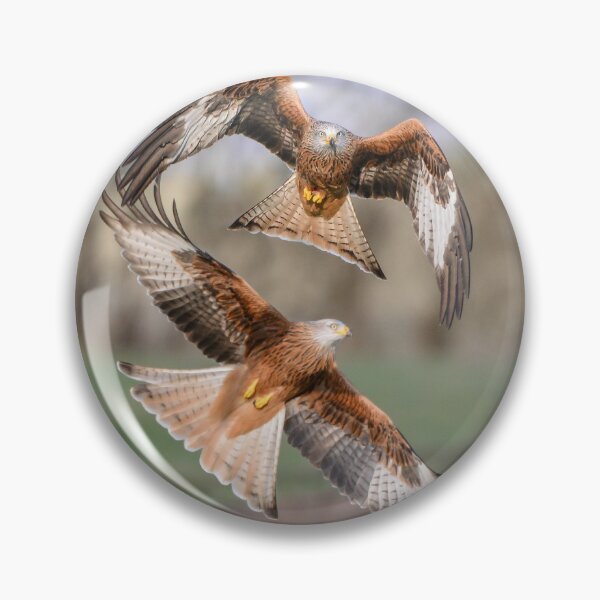 Item preview, Red Kites (Milvus milvus) designed and sold by Steve Liptrot Photography.