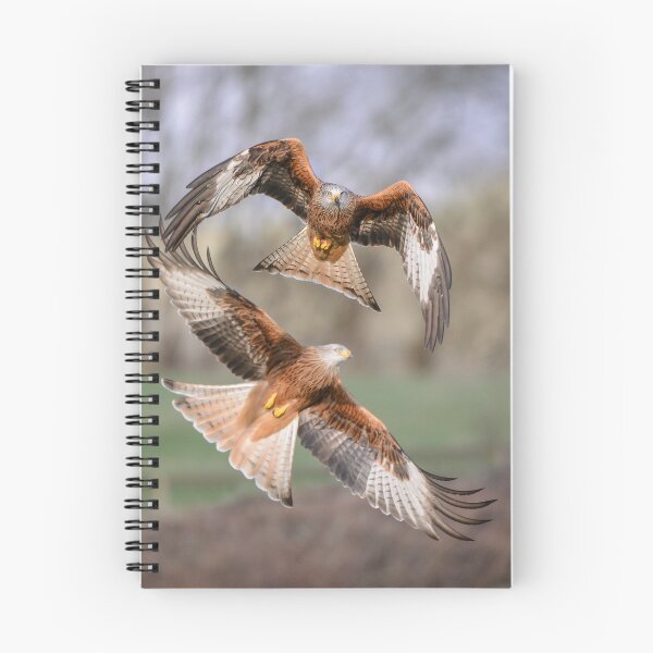 Item preview, Red Kites (Milvus milvus) designed and sold by Steve Liptrot Photography.