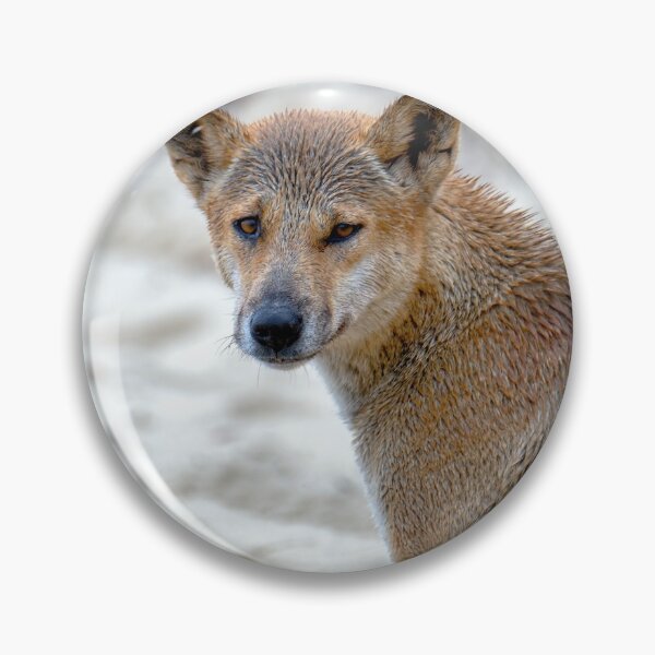 Item preview, Australian Dingo Portrait designed and sold by Catherine Reading.