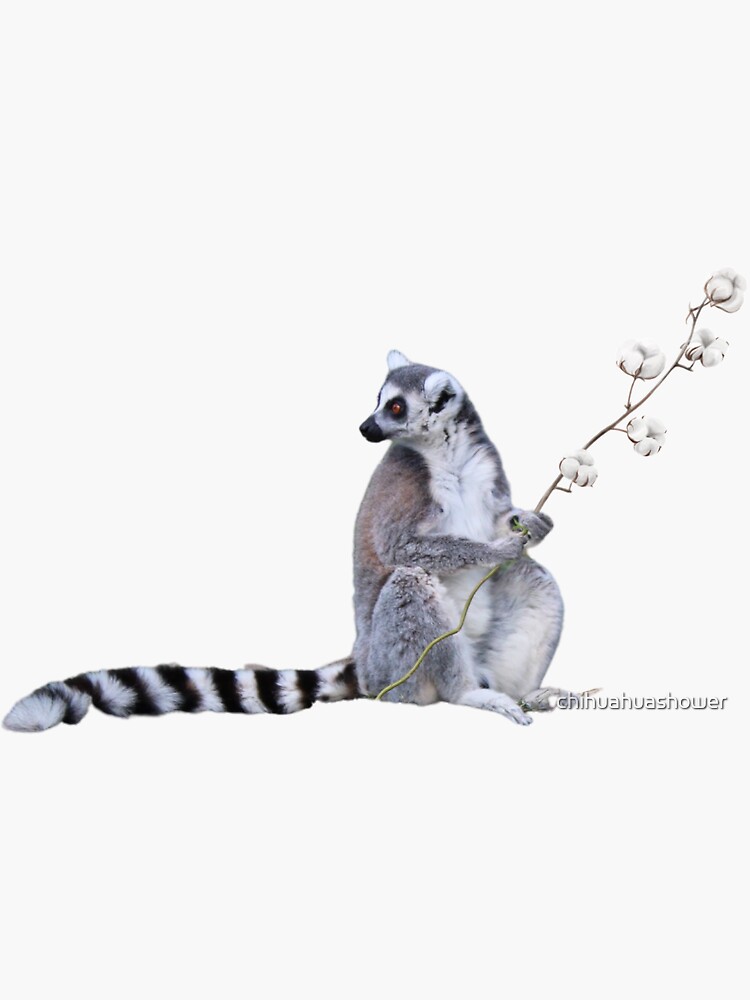 Cute Lemur and flowers by chihuahuashower