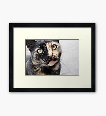 tortie-lini Framed Print