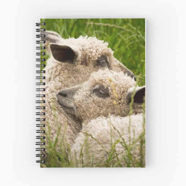 Item preview, Twin Wensleydale Sheep Lambs designed and sold by Jane Stanley Photography.