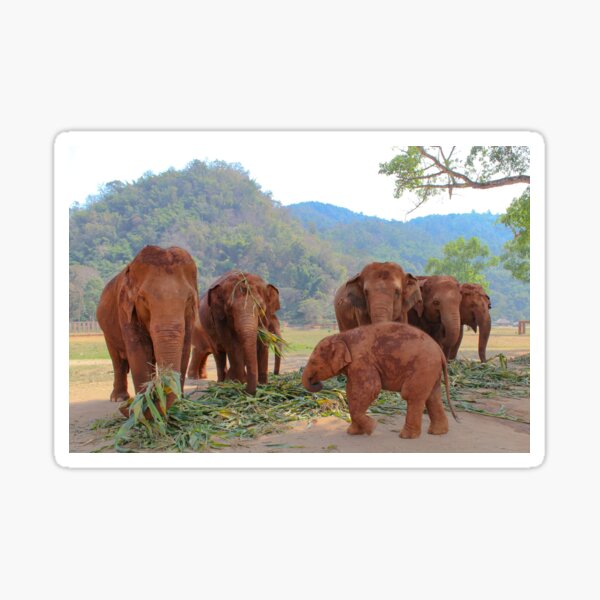 Item preview, Baby Elephant & Friends designed and sold by Bryony Rose.