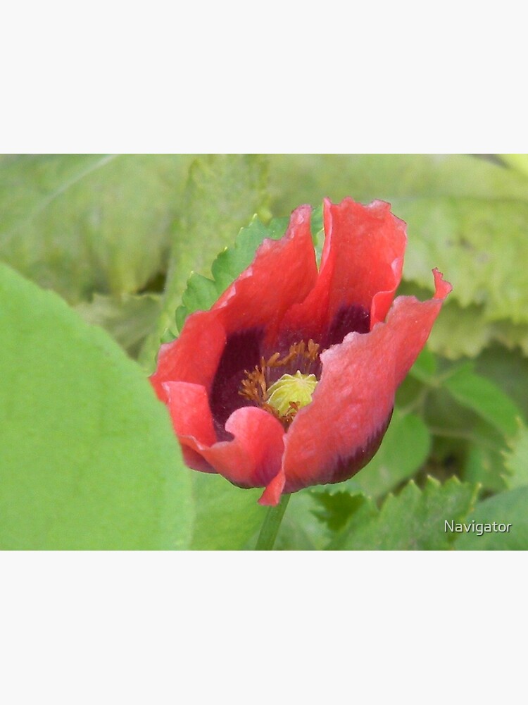 Tarjetas de felicitación «Amapola rosa, Cruz morada, Viernes Santo» de  Navigator | Redbubble