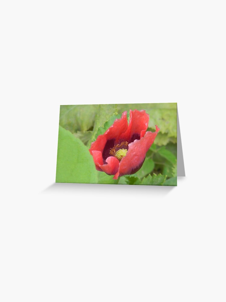 Tarjetas de felicitación «Amapola rosa, Cruz morada, Viernes Santo» de  Navigator | Redbubble