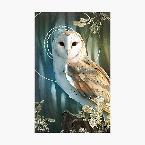 December Owl Photographic Print