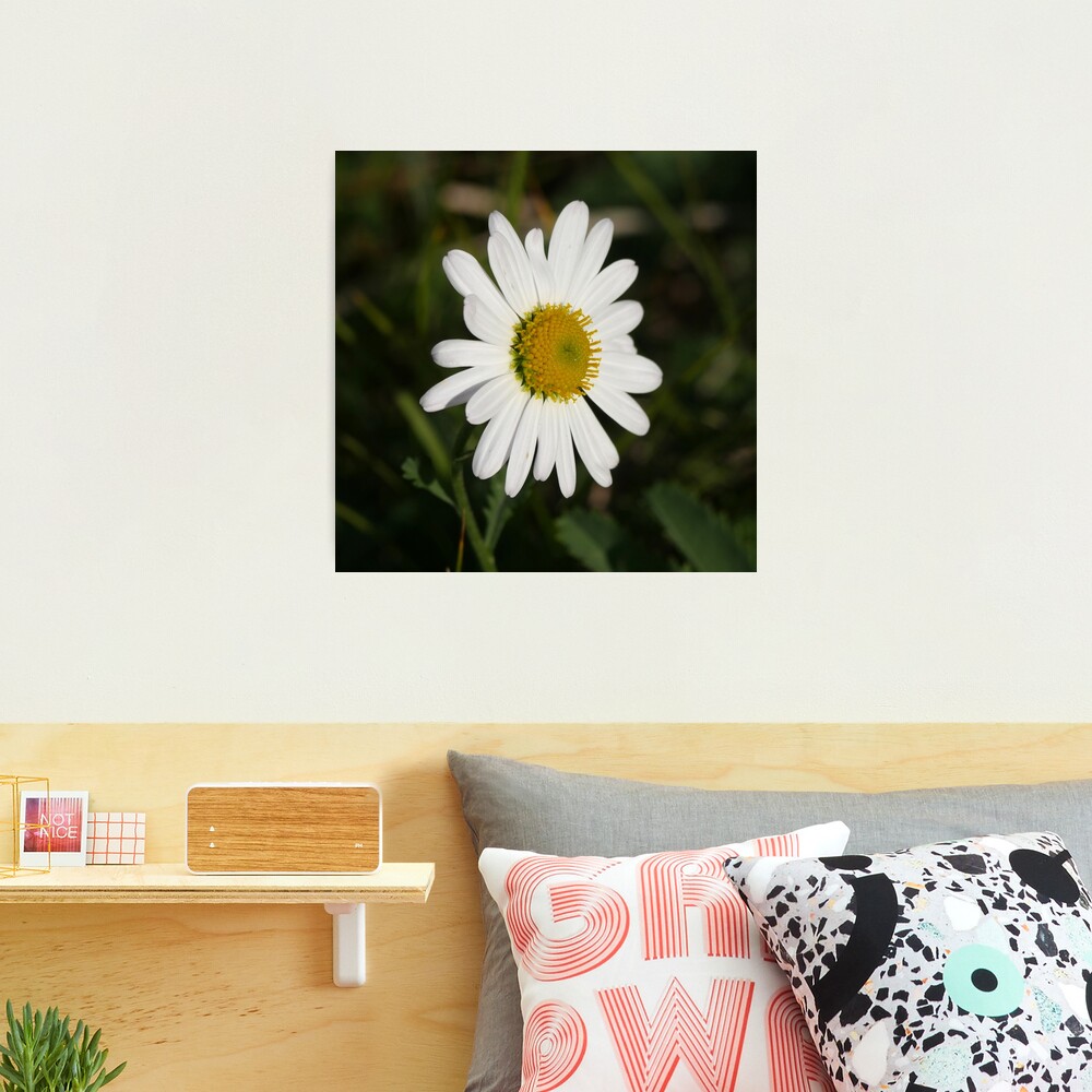 daisy Photographic Print