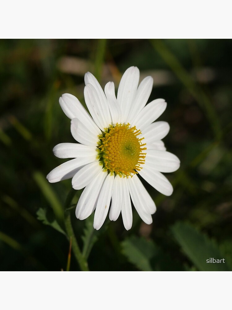 daisy by silbart