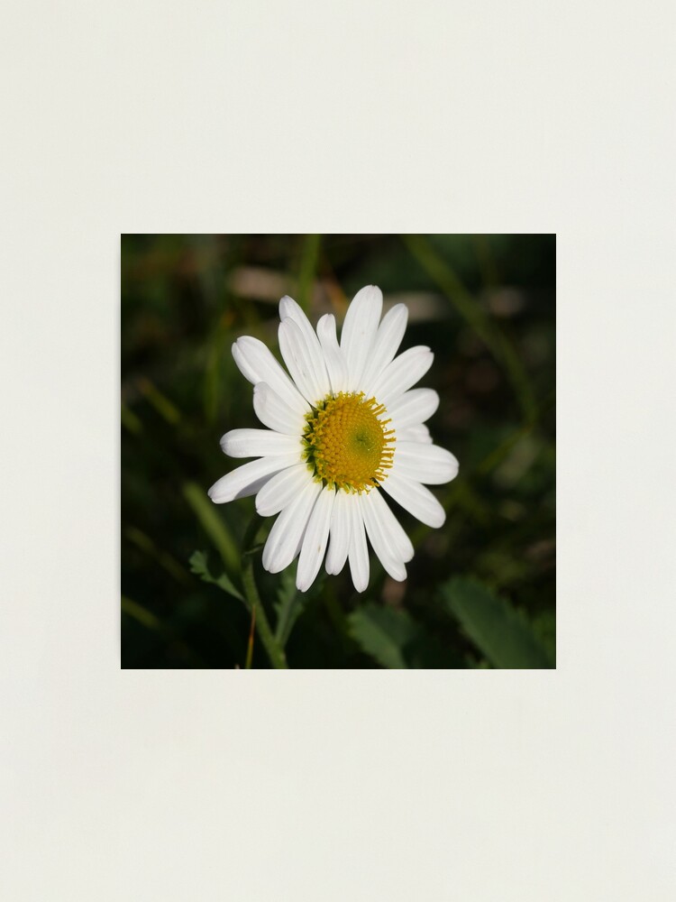 Alternate view of daisy Photographic Print
