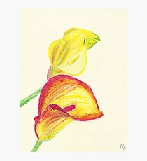 Pastel Calla Lilies Photographic Print