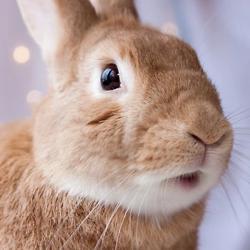 Artwork thumbnail, What's up Rabbit by Rabbitti