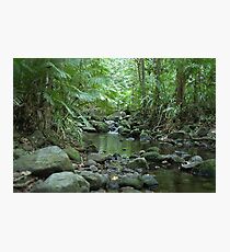 Rainforest Trickle Photographic Print