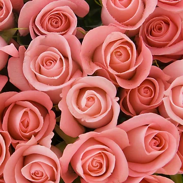 Artwork thumbnail, Pretty Rambling Pink Roses by cgroenewald