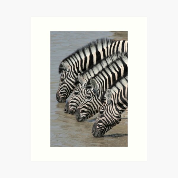 Zebras drinking Art Print
