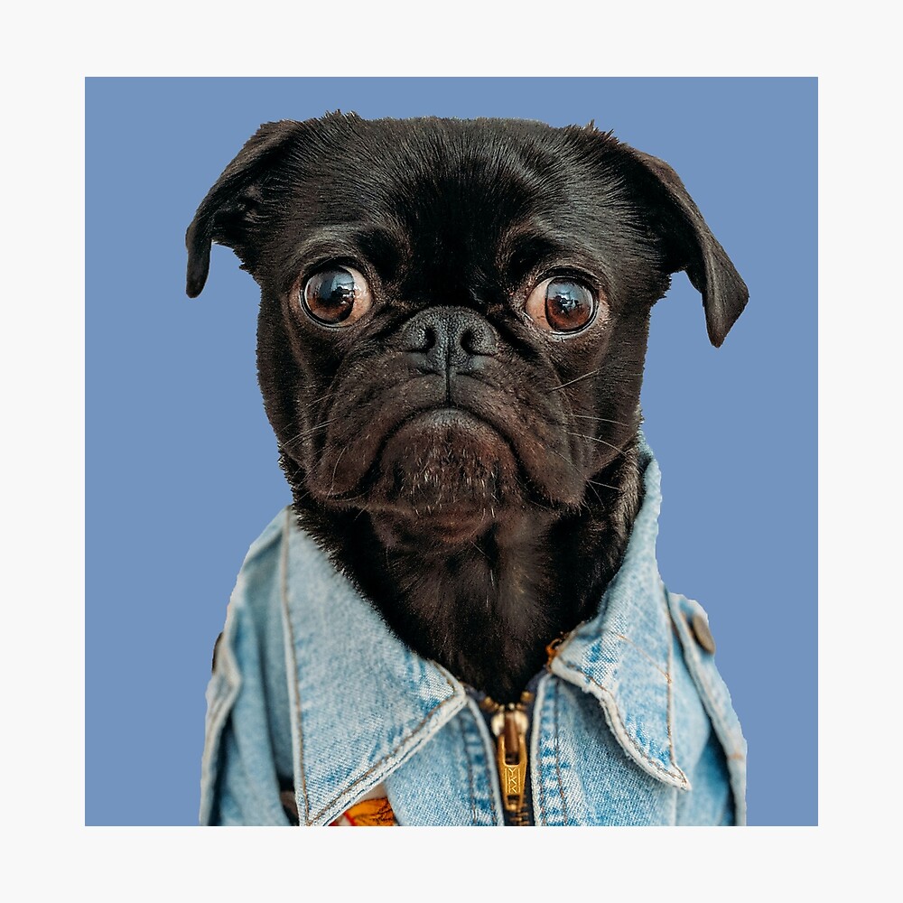 pug jean jacket