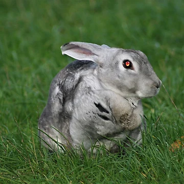 Artwork thumbnail, Rare Rabbit by Fearless-Fox