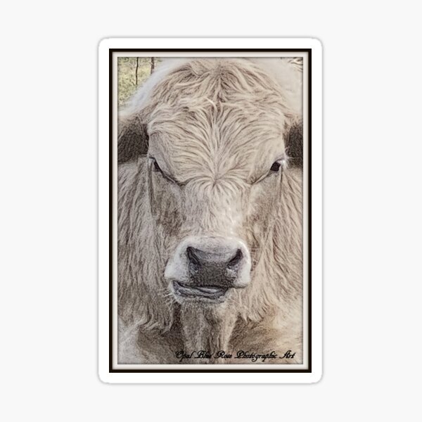 Item preview,  CUTE BULL CALF, SNOWY LIMOUSIN X  designed and sold by Opalbluerose.