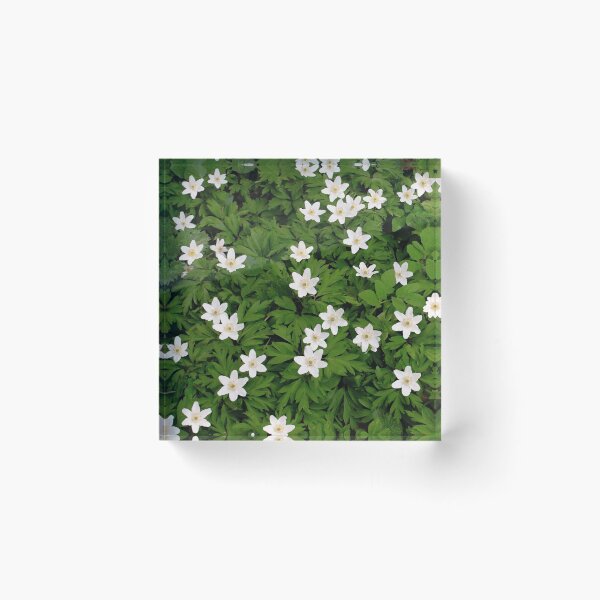 Item preview, White wood anemone designed and sold by NW-Photo-Art.