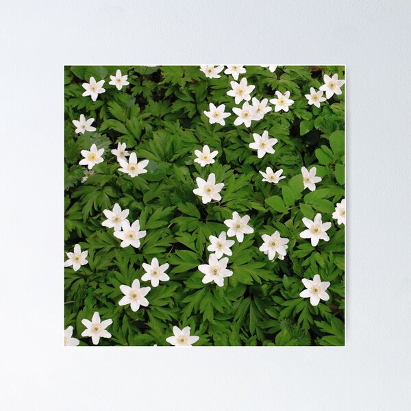 Item preview, White wood anemone designed and sold by NW-Photo-Art.