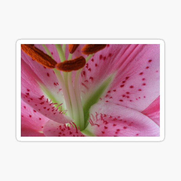 Stargazer lily macro Sticker