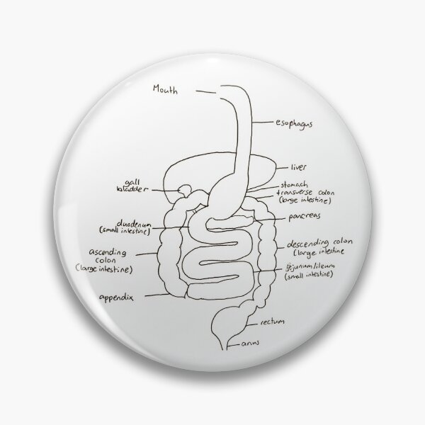 Item preview, Digestive system designed and sold by HannBear.
