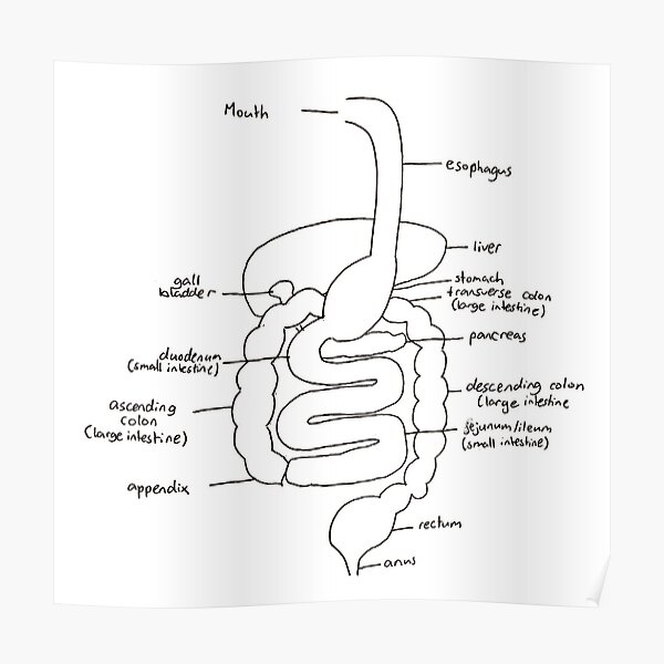 Gastrointestinal Tract Digestive System Print/Poster 5405