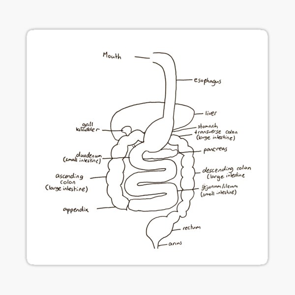 How to draw human digestive system | How to colour diagram of human digestive  system - YouTube