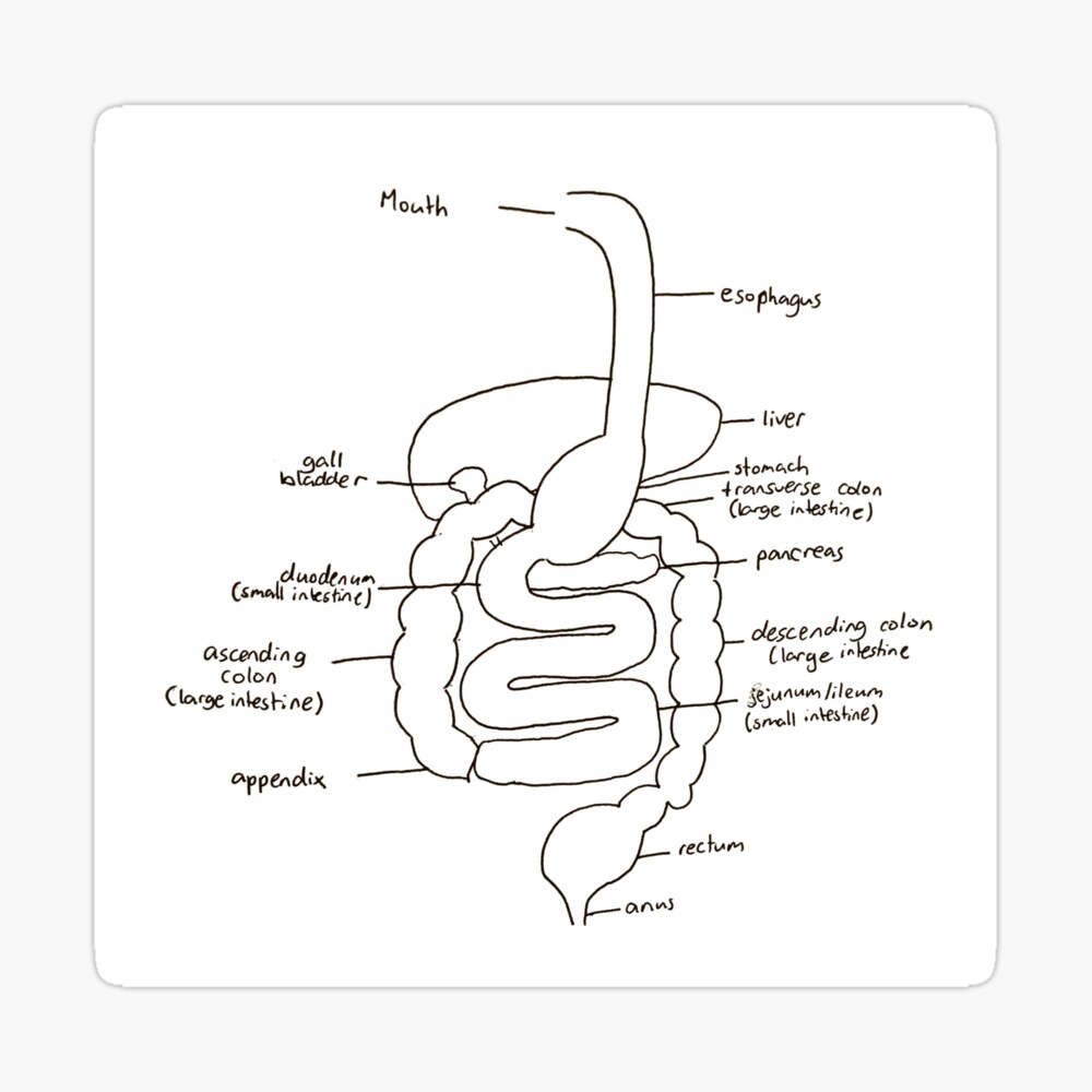 How TO Draw human digestive system easy/human digestive systep drawing -  YouTube