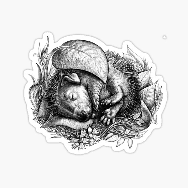 Baby hedgehog sleeping Sticker