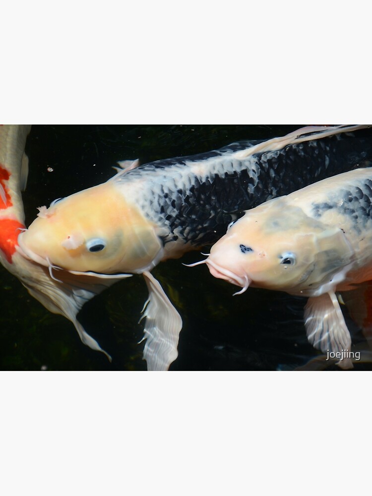 Giant white Koi Fish Face - Chinese Painting Photographic Print for Sale  by joejiing