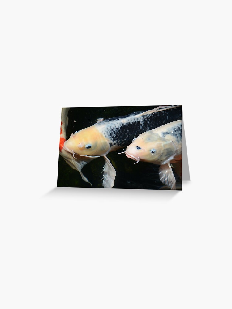 Giant white Koi Fish Face - Chinese Painting | Greeting Card