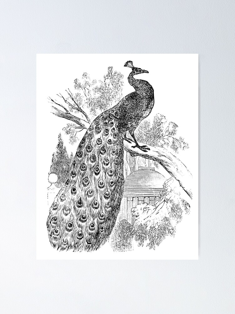 Premium Vector | Beautiful illustration of a national bird peacock premium  vector
