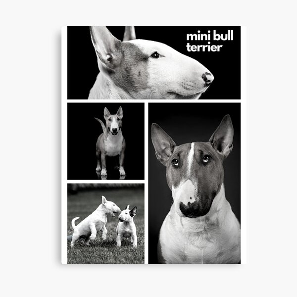 Regalos Y Productos Bull Terrier Miniatura Redbubble
