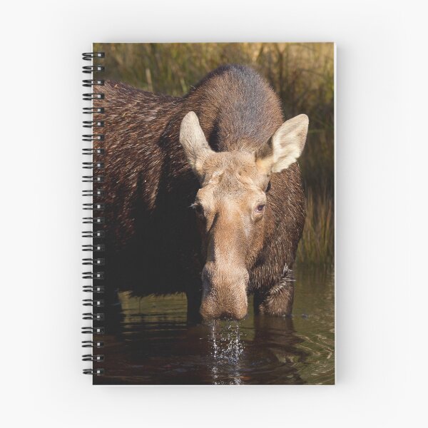 Item preview, Moose - Algonquin Park, Canada designed and sold by James Cumming.