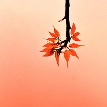 Artwork thumbnail, Drop-down Menu by Valerie Rosen Photography